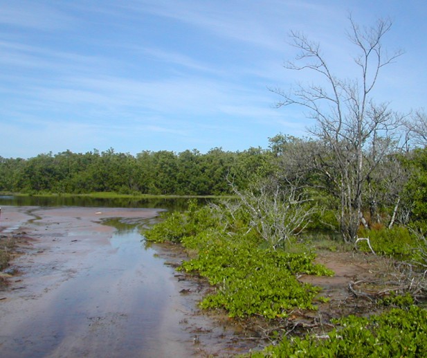 Estero Bay Aquatic Preserve