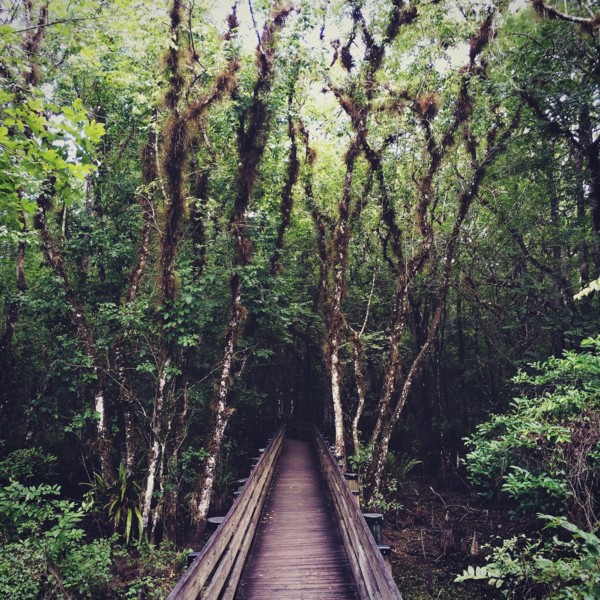 Six Mile Cypress Slough Preserve