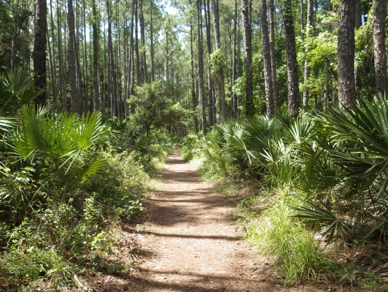 UNF Nature Trails