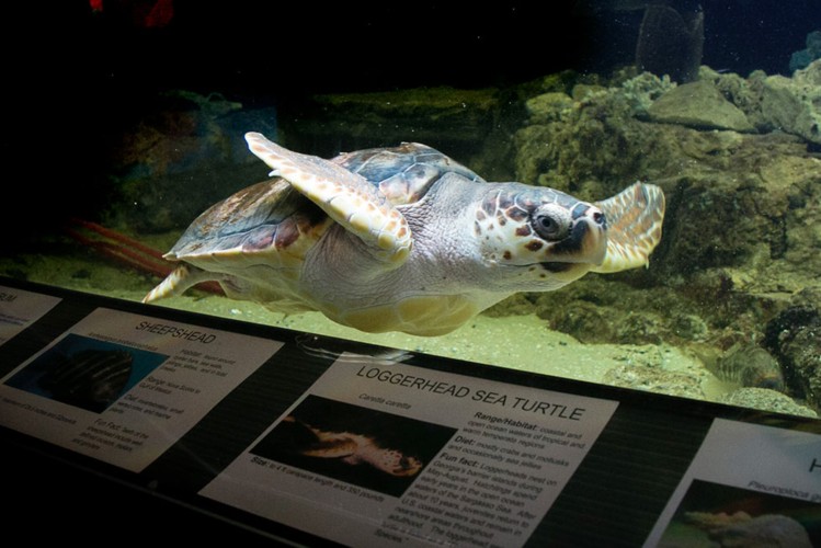 University of Georgia Marine Education Center and Aquarium